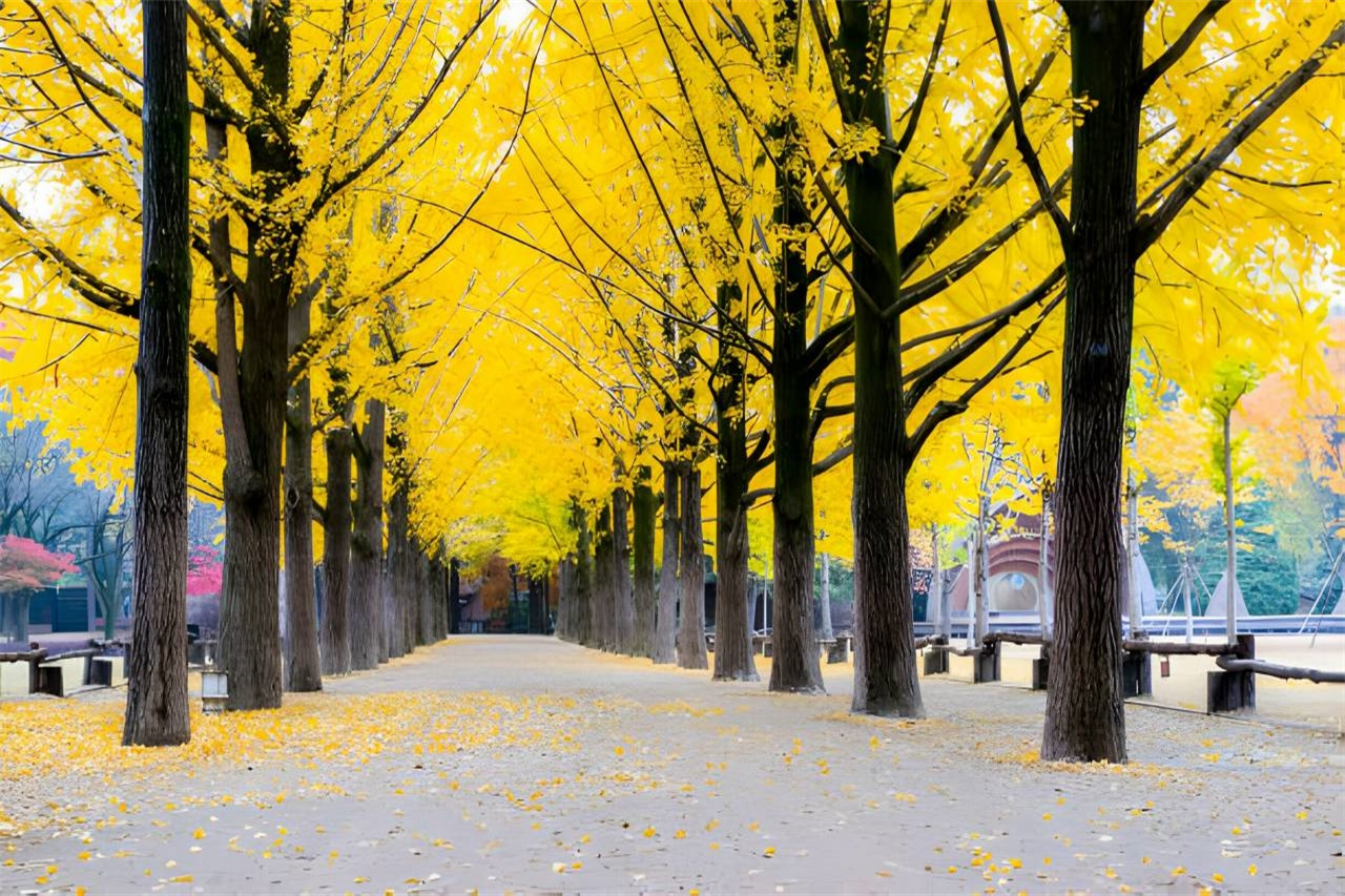 Khám Phá Xứ Sở Kim Chi Hàn Quốc: ĐÀ NẴNG - SEOUL - NAMI – EVERLAND 5N4Đ