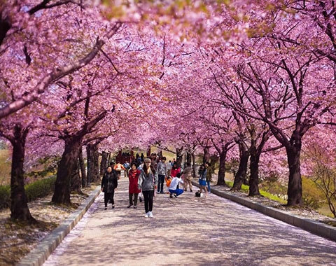 Du lịch Hàn Quốc