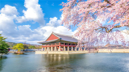 Mùa hoa anh đào Hàn Quốc