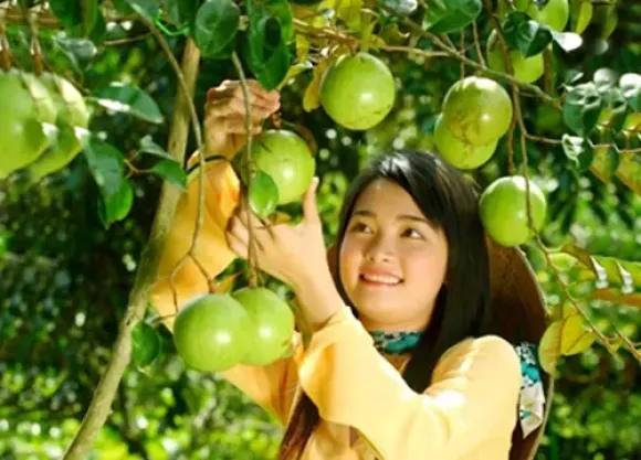 Những miệt vườn trái cây nổi tiếng miền Tây