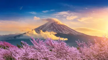 Du lịch Nhật Bản mùa hoa anh đào 2026: Hà Nội - Tokyo - Phú Sĩ - Kyoto - Osaka