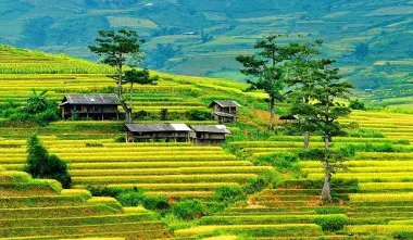 Tour Mù Cang Chải - Ngọc Chiến - Tà Xùa mùa lúa chín 3N2Đ
