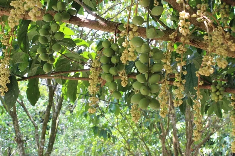 miệt vườn tr&aacute;i c&acirc;y miền T&acirc;y